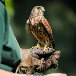 Clearance Animal Encounters Gift Experience Choice Experience Days|Gifts For Him