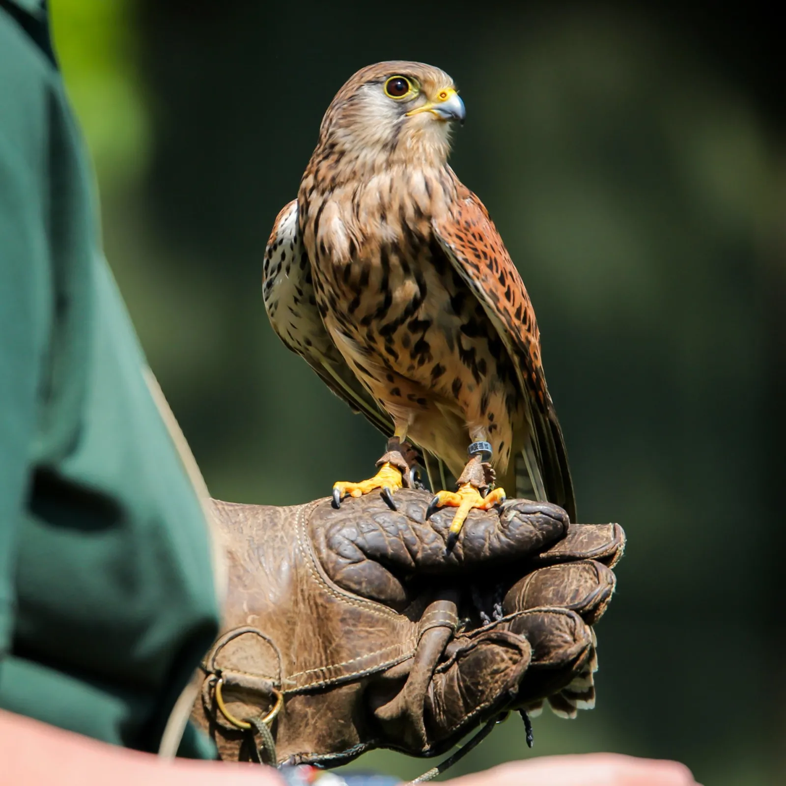 Clearance Animal Encounters Gift Experience Choice Experience Days|Gifts For Him