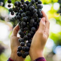 Card Factory Vineyard & Distillery Tours & Tastings Gift Experience Day