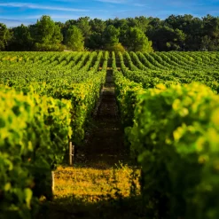 Card Factory Vineyard & Distillery Tours & Tastings Gift Experience Day